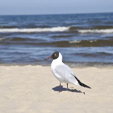 Moewenkoje Usedom Апартаменты *